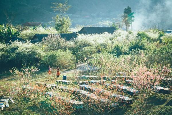 Moc Chau